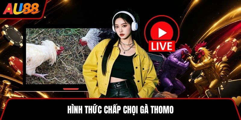Hình thức chấp chọi gà Thomo